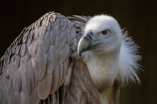 griffon-vulture-7430208_1280.png